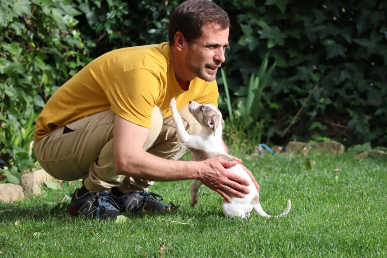 Criador Whippet