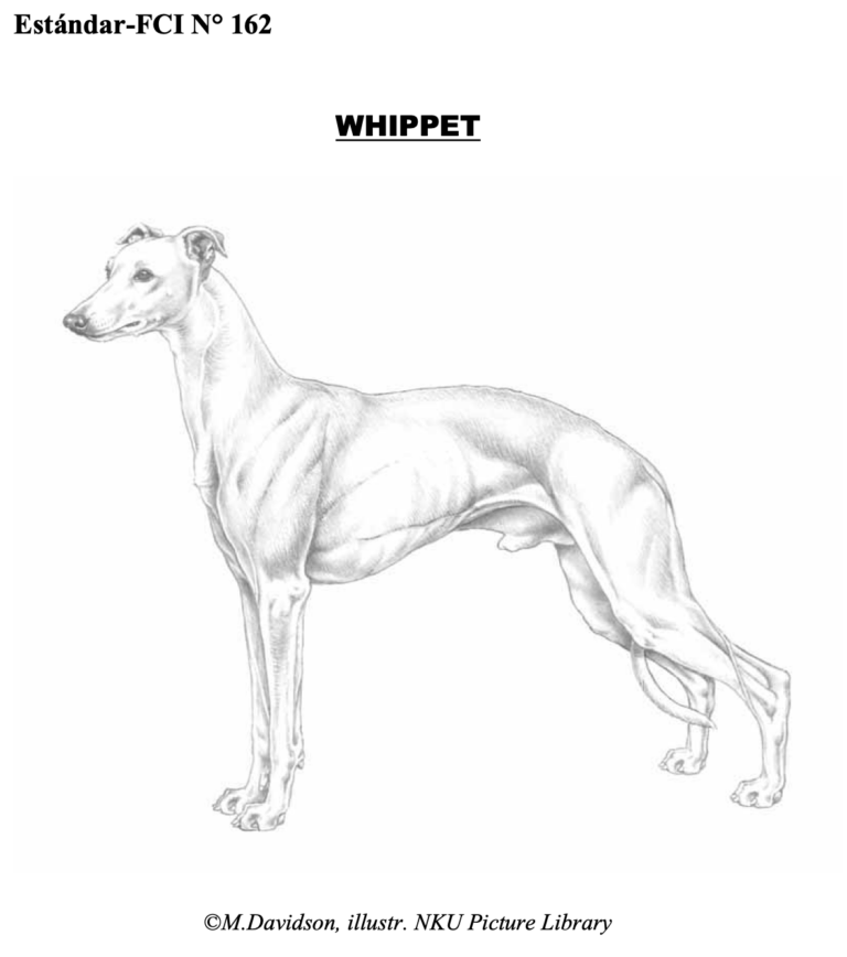 Estándar del Whippet