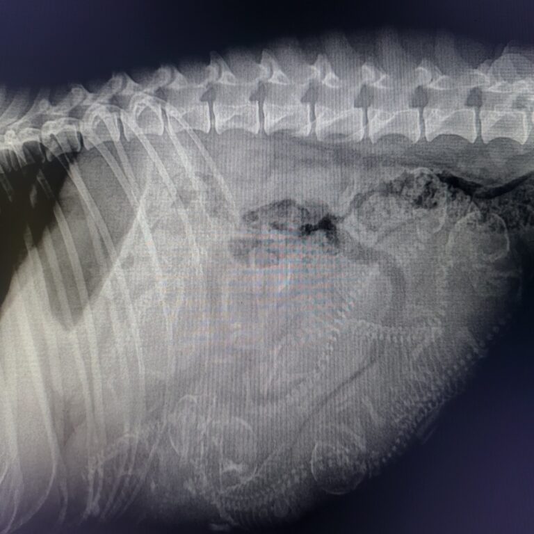 Camada whippet , radiografía