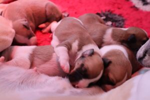 Los cachorros de Urian y Serena cumplen 1 semana