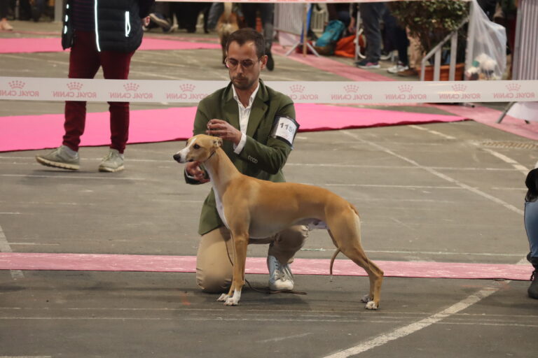 CAC, CACIB Y BOS para Reffton Urian en Tarbes