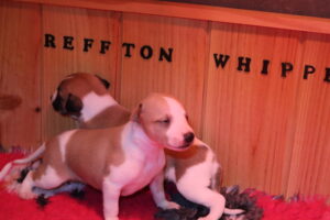 Los cachorros whippet abriendo los ojos y comenzando a jugar