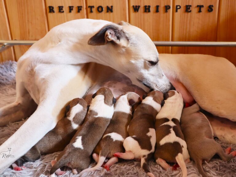 Camada Whippet
