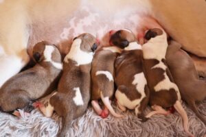 Seguimiento de pesos de los cachorros (Serena x Urian)