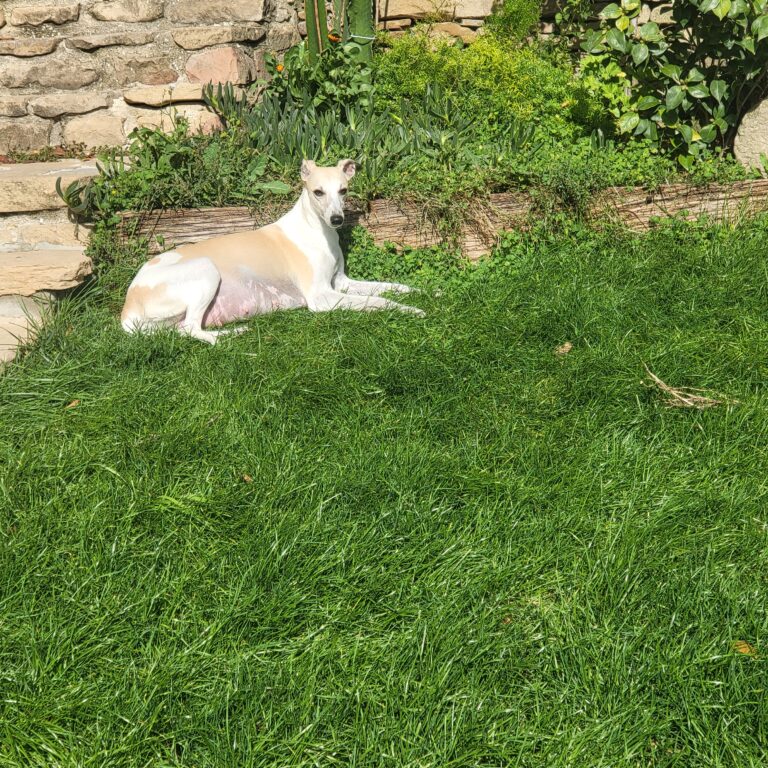 ¿Nacerán hoy los cachorros whippet?