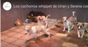 Los cachorros whippet de Urian y Serena cumplen 5 semanas!