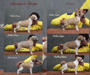Los cachorros de Urian y Serena con un mes!