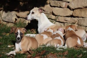 Los cachorros de Urian y Serena en el jardín