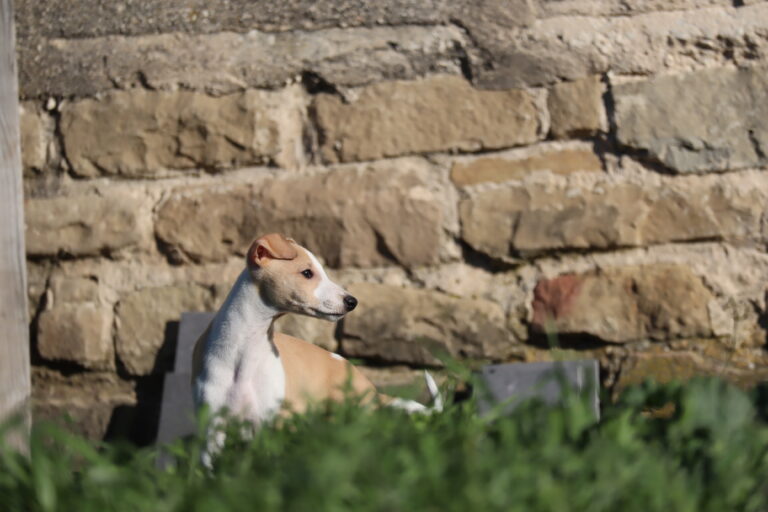 ¿Ejercicio en un cachorro Whippet?