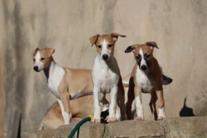 Domingo, 12 de enero … los peques en el jardín