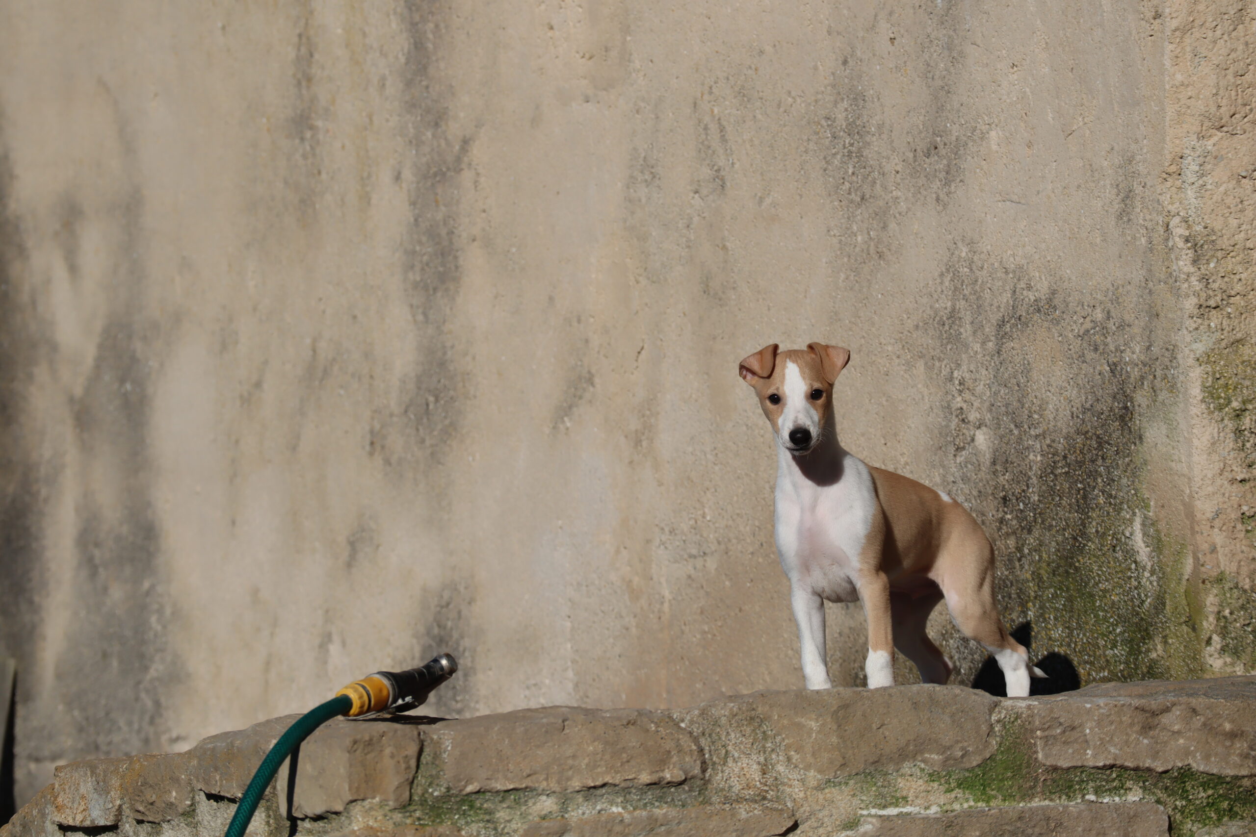 Foto slider
