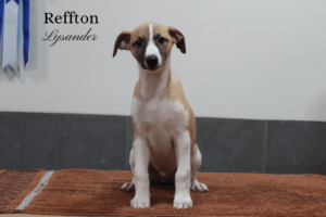 Lysander busca familia
