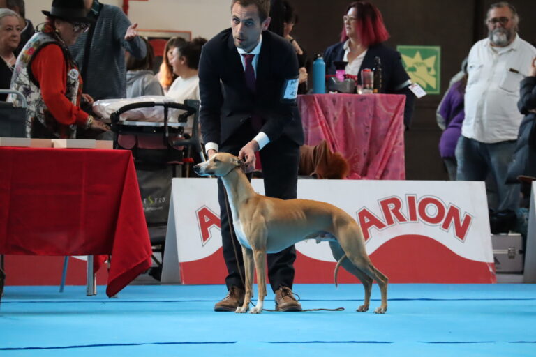 Resultados exposición Internacional Tarragona ´25