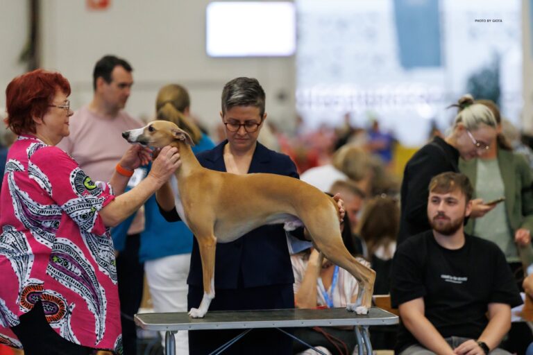 World Dog Show 2025