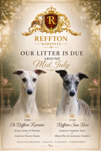 Nueva Camada de Whippet