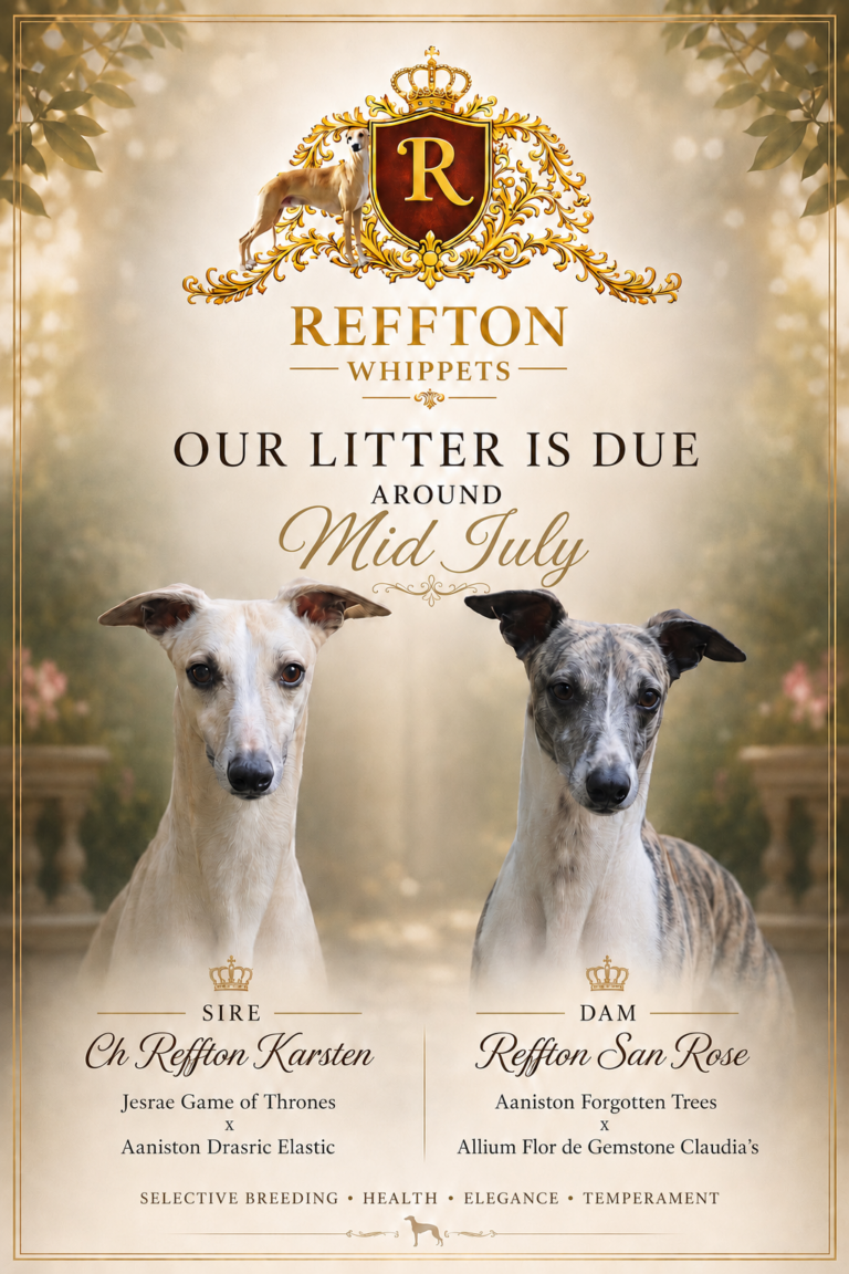 Nueva Camada de Whippet
